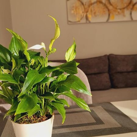 Comfy Apartment- Sunny Balcony 티라나 외부 사진